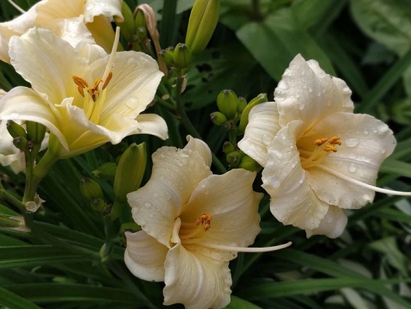 Лілійник: все про посадку та догляд, сорти з фото long1, 2, Лілійник: все про посадку та догляд, сорти з фото Цветок лилейник