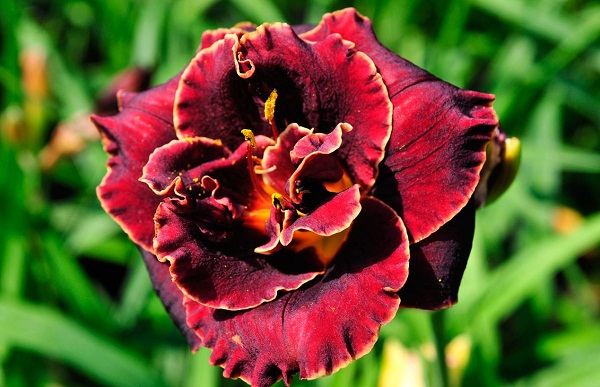 Лілійник: все про посадку та догляд, сорти з фото najt4 1, 8, Лілійник: все про посадку та догляд, сорти з фото Цветок лилейник