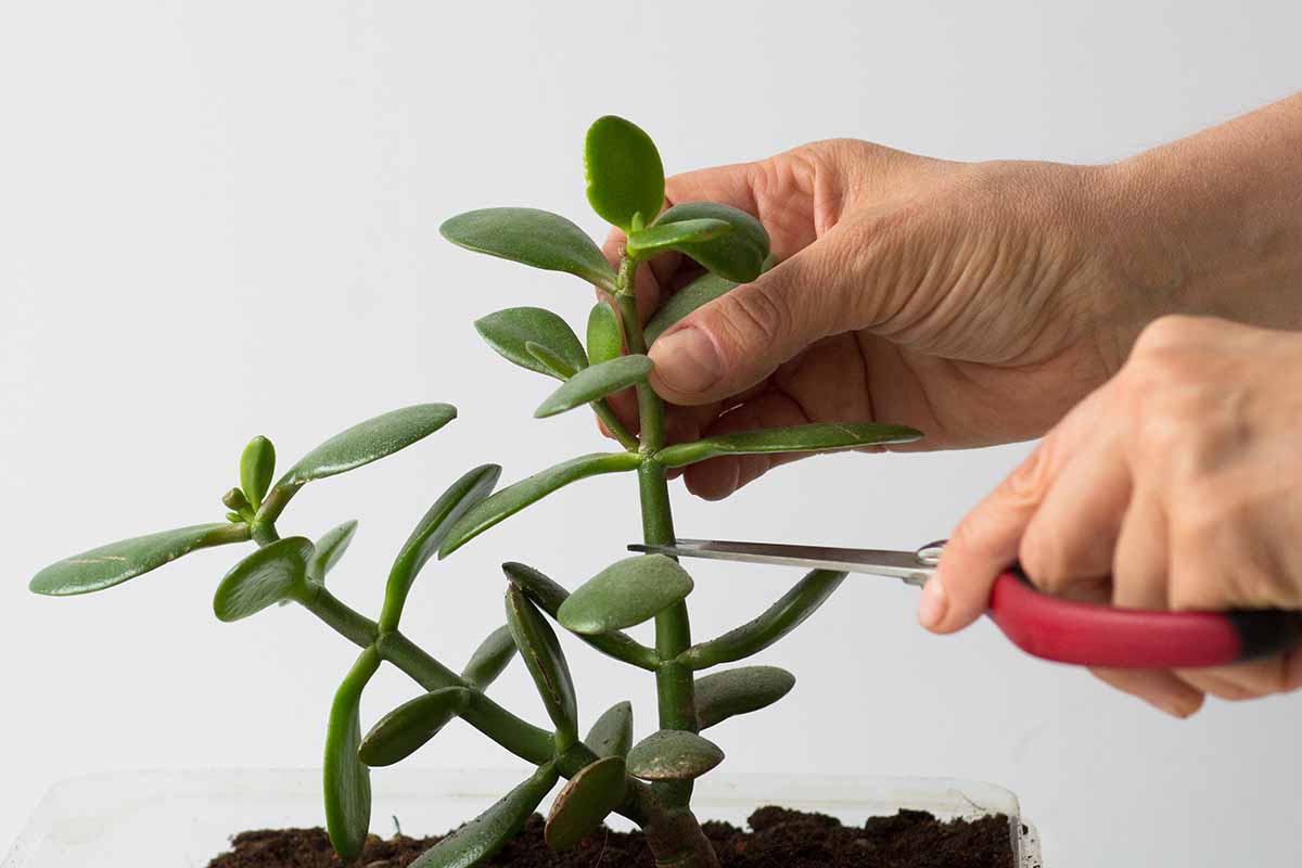 Квітка Крассула – види, догляд у домашніх умовах. Як зробити, щоб Грошове дерево приносило удачу? obrezka 1, 15, Квітка Крассула – види, догляд у домашніх умовах. Як зробити, щоб Грошове дерево приносило удачу? крассула