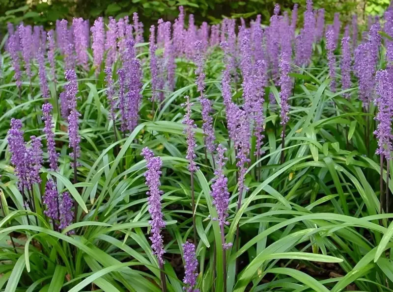 Як зберегти яскравий сад до морозів: осінні квіти, їхні назви та фото Густі посадки ліріопе мускарі. Серед вузького зеленого листя, схожого на траву, вертикально піднімаються численні тонкі колоски з дрібними фіолетовими квітами