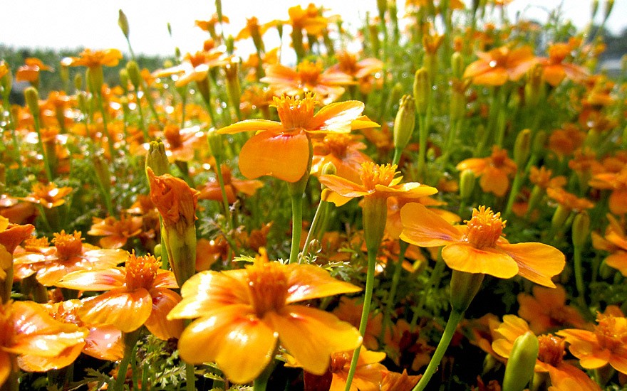 Квіти чорнобривці (фото): назви сортів, опис, все про догляд osveshhenie 2, 5, Квіти чорнобривці (фото): назви сортів, опис, все про догляд чорнобривці