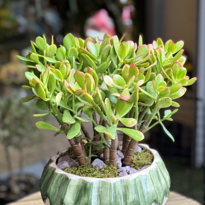 Квітка Крассула – види, догляд у домашніх умовах. Як зробити, щоб Грошове дерево приносило удачу? ovata 1, 2, Квітка Крассула – види, догляд у домашніх умовах. Як зробити, щоб Грошове дерево приносило удачу? крассула