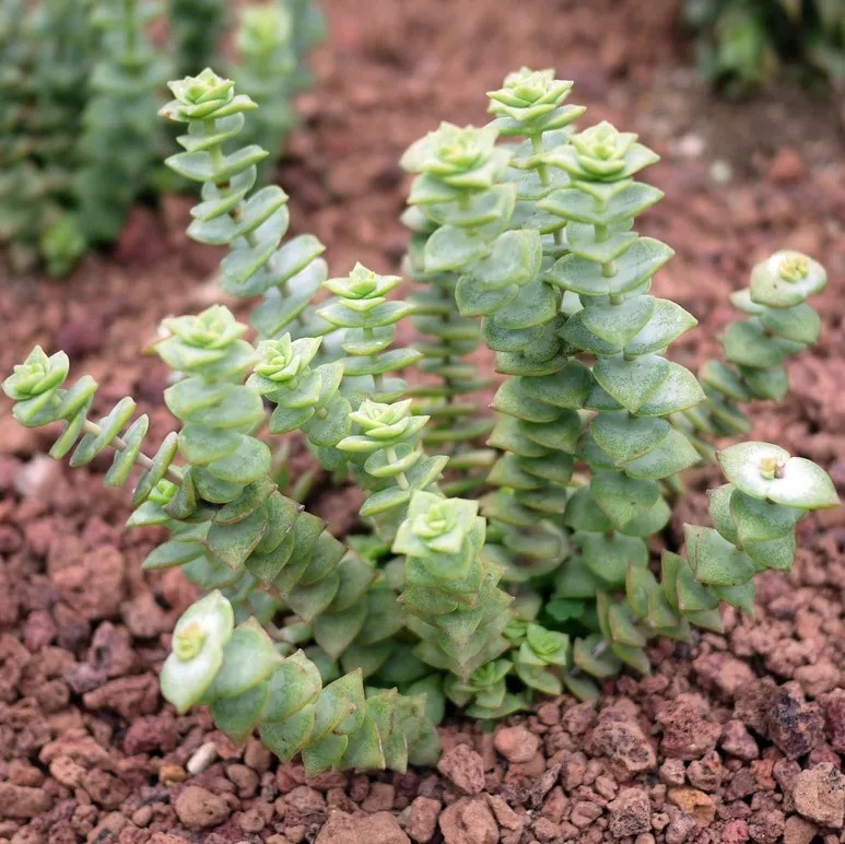 Квітка Крассула – види, догляд у домашніх умовах. Як зробити, щоб Грошове дерево приносило удачу? perforata, 7, Квітка Крассула – види, догляд у домашніх умовах. Як зробити, щоб Грошове дерево приносило удачу? крассула