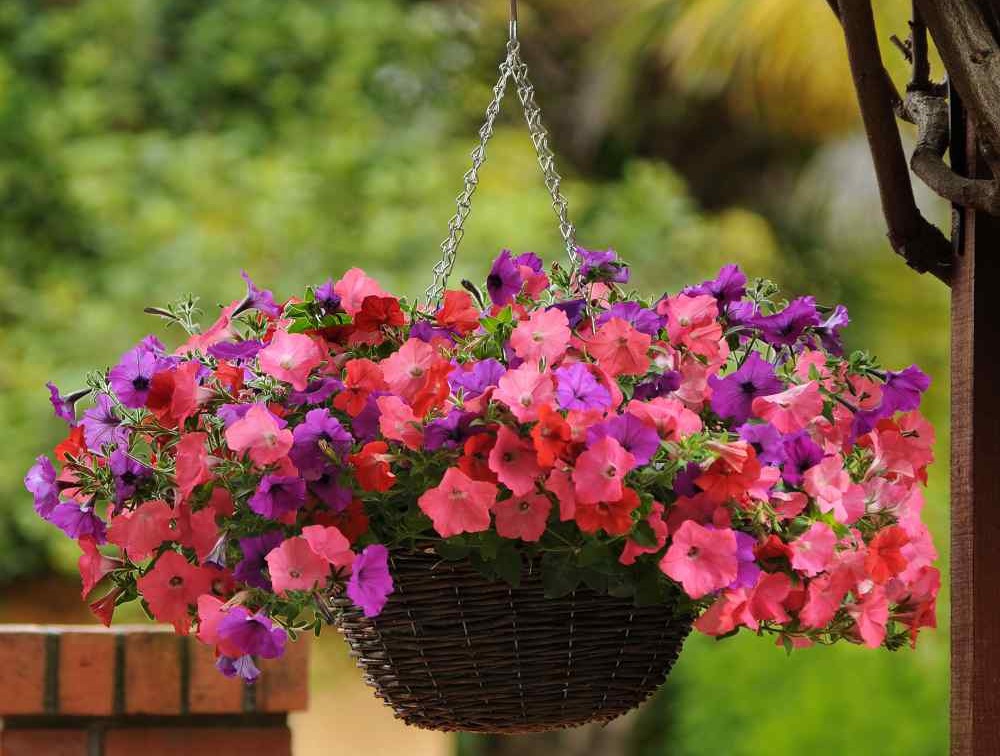 Коли сіяти петунію на розсаду у 2026 році petuniaso2, 1, Коли сіяти петунію на розсаду у 2026 році когда сеять петунию