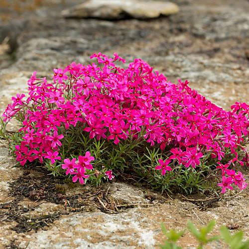 Флокс шилоподібний – краса та простота у догляді: все, що потрібно знати phlox subulata red, 4, Флокс шилоподібний – краса та простота у догляді: все, що потрібно знати флокс шилоподібний