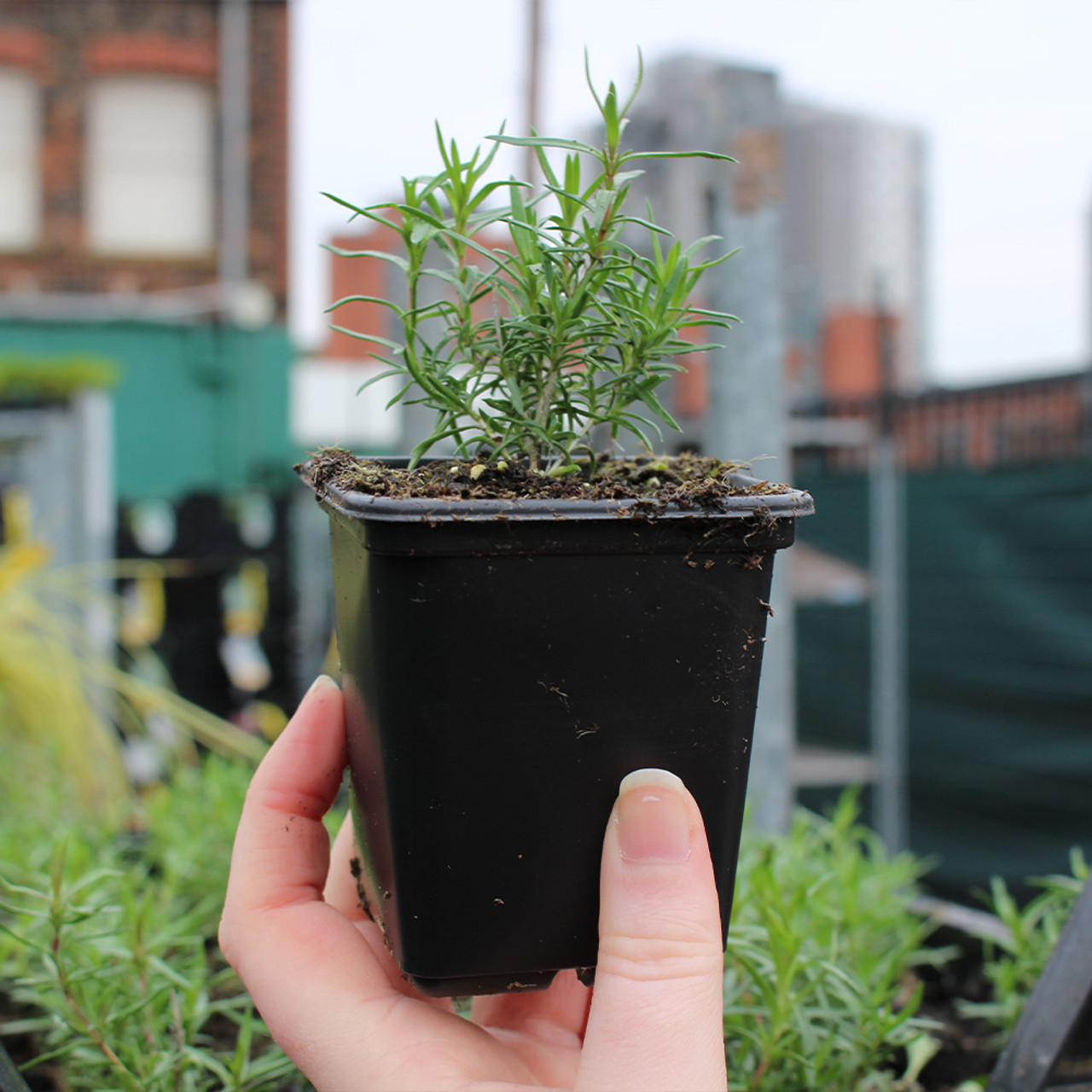 Флокс шилоподібний – краса та простота у догляді: все, що потрібно знати , 13, Флокс шилоподібний – краса та простота у догляді: все, що потрібно знати флокс шилоподібний