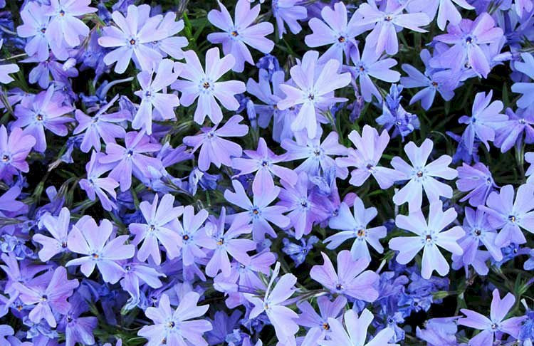 Флокс шилоподібний – краса та простота у догляді: все, що потрібно знати phlox blue e1752775928565, 5, Флокс шилоподібний – краса та простота у догляді: все, що потрібно знати флокс шилоподібний