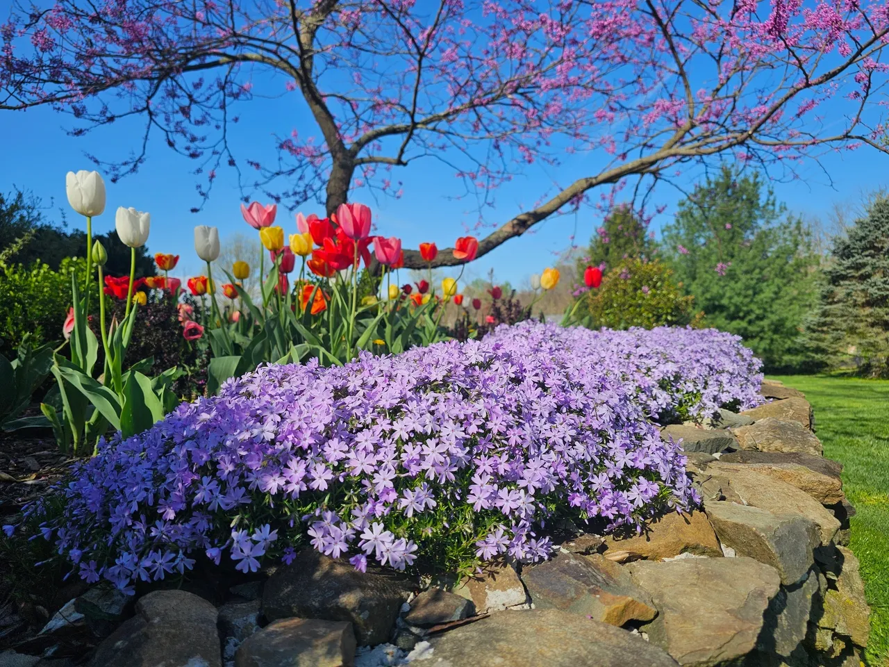Флокс шилоподібний – краса та простота у догляді: все, що потрібно знати , 2, Флокс шилоподібний – краса та простота у догляді: все, що потрібно знати флокс шилоподібний