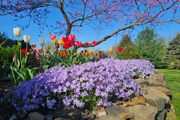 Флокс шилоподібний – краса та простота у догляді: все, що потрібно знати , 73, Флокс шилоподібний – краса та простота у догляді: все, що потрібно знати стрижки с челкой