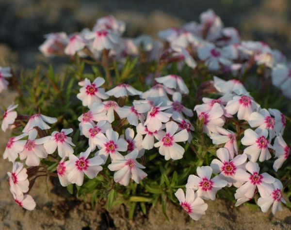 Флокс шилоподібний – краса та простота у догляді: все, що потрібно знати , 6, Флокс шилоподібний – краса та простота у догляді: все, що потрібно знати флокс шилоподібний