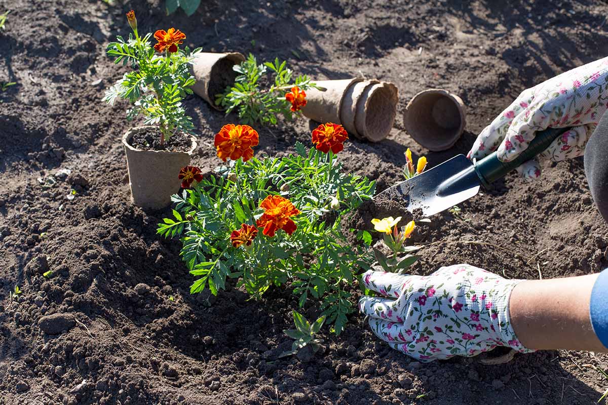 Квіти чорнобривці (фото): назви сортів, опис, все про догляд pochv, 6, Квіти чорнобривці (фото): назви сортів, опис, все про догляд чорнобривці