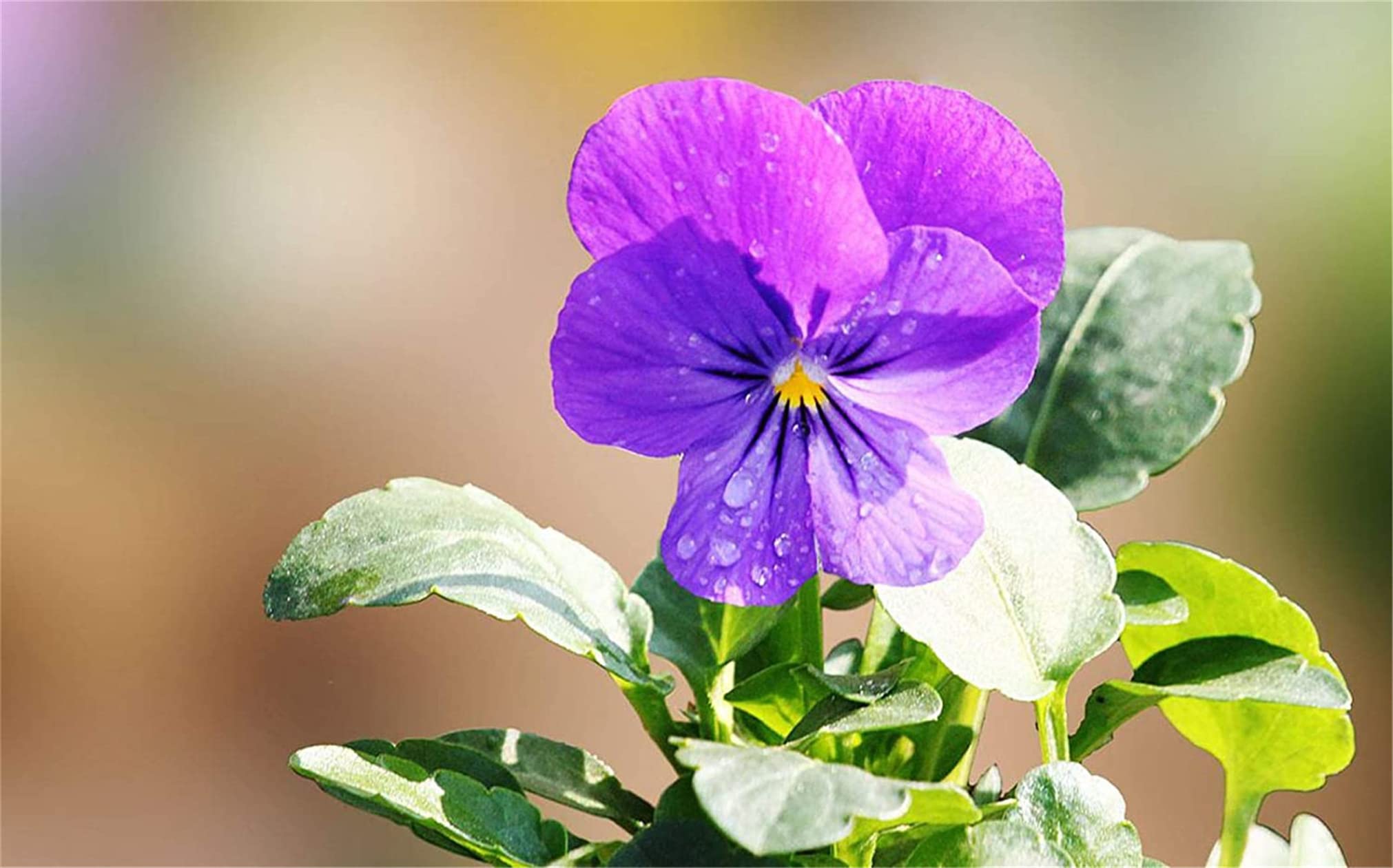 Як виростити прекрасні Анютині глазки на клумбі: все про догляд, багато фото poliv2, 10, Як виростити прекрасні Анютині глазки на клумбі: все про догляд, багато фото анютині глазки