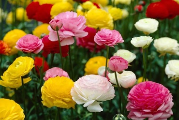 Стиль вабі-сабі в інтер'єрі – який він? Особливості дизайну, фото ідей , 6, Стиль вабі-сабі в інтер'єрі – який він? Особливості дизайну, фото ідей бегонія