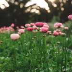 Квіти лютики (ранункулюс): як виростити на клумбі? Фото, опис, все про догляд , 10, Квіти лютики (ранункулюс): як виростити на клумбі? Фото, опис, все про догляд квіти лютіки (ранункулюс)