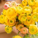 Квіти лютики (ранункулюс): як виростити на клумбі? Фото, опис, все про догляд , 7, Квіти лютики (ранункулюс): як виростити на клумбі? Фото, опис, все про догляд квіти лютіки (ранункулюс)