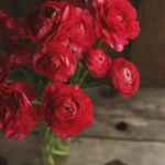 Квіти лютики (ранункулюс): як виростити на клумбі? Фото, опис, все про догляд , 2, Квіти лютики (ранункулюс): як виростити на клумбі? Фото, опис, все про догляд квіти лютіки (ранункулюс)