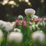 Квіти лютики (ранункулюс): як виростити на клумбі? Фото, опис, все про догляд , 8, Квіти лютики (ранункулюс): як виростити на клумбі? Фото, опис, все про догляд квіти лютіки (ранункулюс)