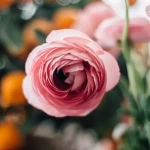 Квіти лютики (ранункулюс): як виростити на клумбі? Фото, опис, все про догляд , 1, Квіти лютики (ранункулюс): як виростити на клумбі? Фото, опис, все про догляд квіти лютіки (ранункулюс)