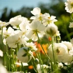 Квіти лютики (ранункулюс): як виростити на клумбі? Фото, опис, все про догляд , 11, Квіти лютики (ранункулюс): як виростити на клумбі? Фото, опис, все про догляд квіти лютіки (ранункулюс)