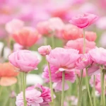 Квіти лютики (ранункулюс): як виростити на клумбі? Фото, опис, все про догляд , 6, Квіти лютики (ранункулюс): як виростити на клумбі? Фото, опис, все про догляд квіти лютіки (ранункулюс)