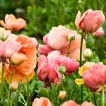 Квіти лютики (ранункулюс): як виростити на клумбі? Фото, опис, все про догляд , 9, Квіти лютики (ранункулюс): як виростити на клумбі? Фото, опис, все про догляд квіти лютіки (ранункулюс)