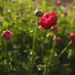 Квіти лютики (ранункулюс): як виростити на клумбі? Фото, опис, все про догляд , 5, Квіти лютики (ранункулюс): як виростити на клумбі? Фото, опис, все про догляд квіти лютіки (ранункулюс)