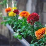 Квіти лютики (ранункулюс): як виростити на клумбі? Фото, опис, все про догляд , 12, Квіти лютики (ранункулюс): як виростити на клумбі? Фото, опис, все про догляд квіти лютіки (ранункулюс)