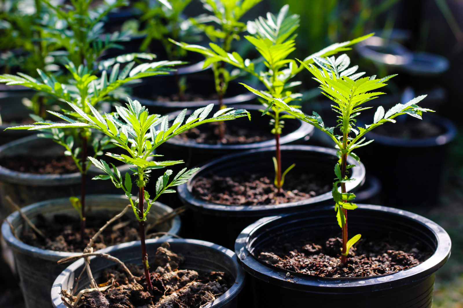 Квіти чорнобривці (фото): назви сортів, опис, все про догляд rassad, 8, Квіти чорнобривці (фото): назви сортів, опис, все про догляд чорнобривці