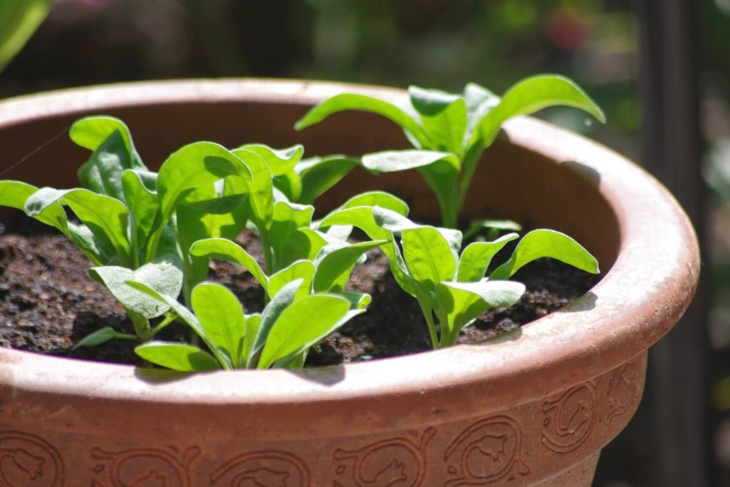 Розкішна квітка Матіола (левкой): опис, догляд. Коли садити на розсаду? rastit, 8, Розкішна квітка Матіола (левкой): опис, догляд. Коли садити на розсаду? матіола