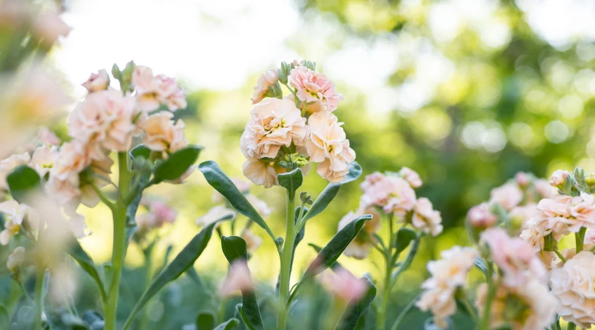 Розкішна квітка Матіола (левкой): опис, догляд. Коли садити на розсаду? rastit2 1, 5, Розкішна квітка Матіола (левкой): опис, догляд. Коли садити на розсаду? матіола