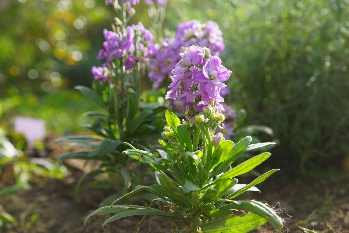Розкішна квітка Матіола (левкой): опис, догляд. Коли садити на розсаду? rastit5, 10, Розкішна квітка Матіола (левкой): опис, догляд. Коли садити на розсаду? матіола