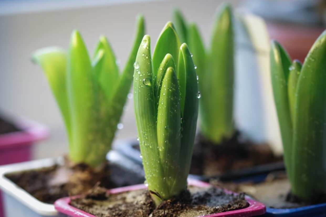 Що робити з гіацинтом у горщику: догляд у домашніх умовах, пересадка. Вирощування гіацинтів. Прикмети rost4, 7, Що робити з гіацинтом у горщику: догляд у домашніх умовах, пересадка. Вирощування гіацинтів. Прикмети гиацинт