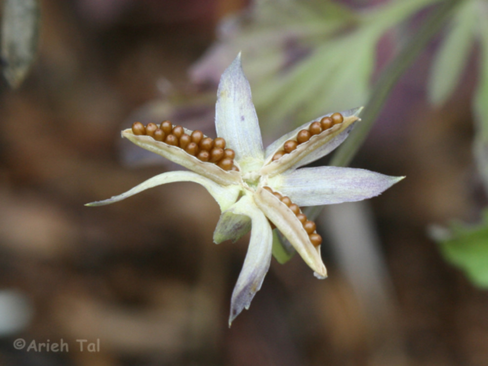 Як виростити прекрасні Анютині глазки на клумбі: все про догляд, багато фото semena, 12, Як виростити прекрасні Анютині глазки на клумбі: все про догляд, багато фото анютині глазки