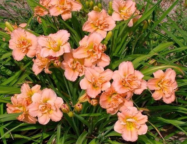 Лілійник: все про посадку та догляд, сорти з фото siloam, 5, Лілійник: все про посадку та догляд, сорти з фото Цветок лилейник