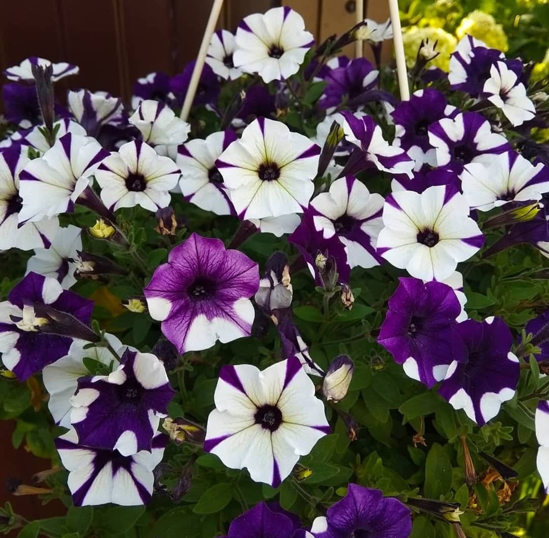 Петунія Шок Вейв Парпл Тай Дай: фото, опис, догляд taj daj2, 2, Петунія Шок Вейв Парпл Тай Дай: фото, опис, догляд тай дай