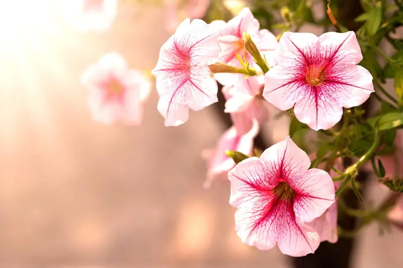 Близький план квітів рожевої петунії ампельної серії Тайдал у сонячному світлі