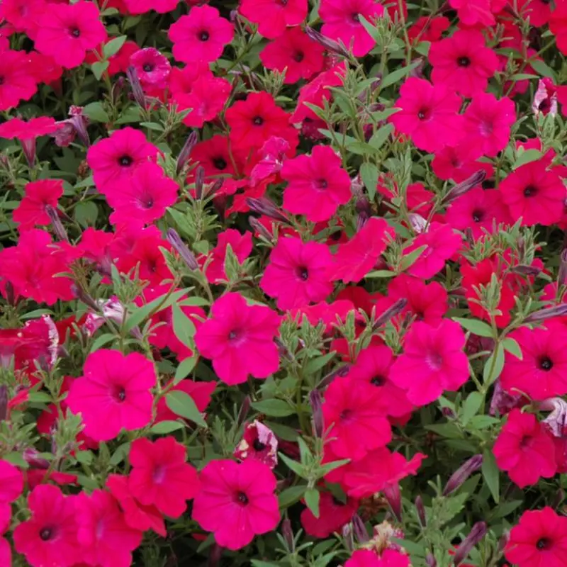 Суцільний килим із насичено-рожевих, вишневих квітів петунії Тайдал Вейв Черрі, що повністю вкриває землю