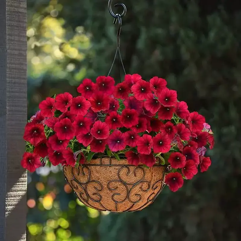 Яскраво-червоні, глибокого велюрового відтінку квіти петунії Тайдал Вейв Ред Велюр у підвісному кокосовому кашпо