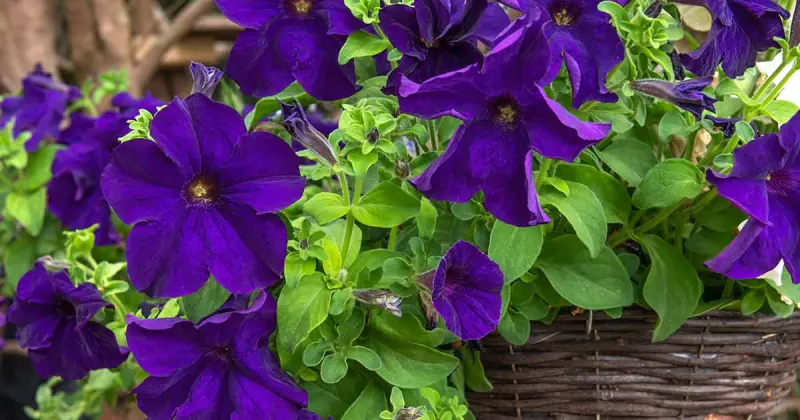 Великий кущ ампельної петунії Тайдал Парпл з безліччю темно-пурпурових квітів у плетеному кашпо