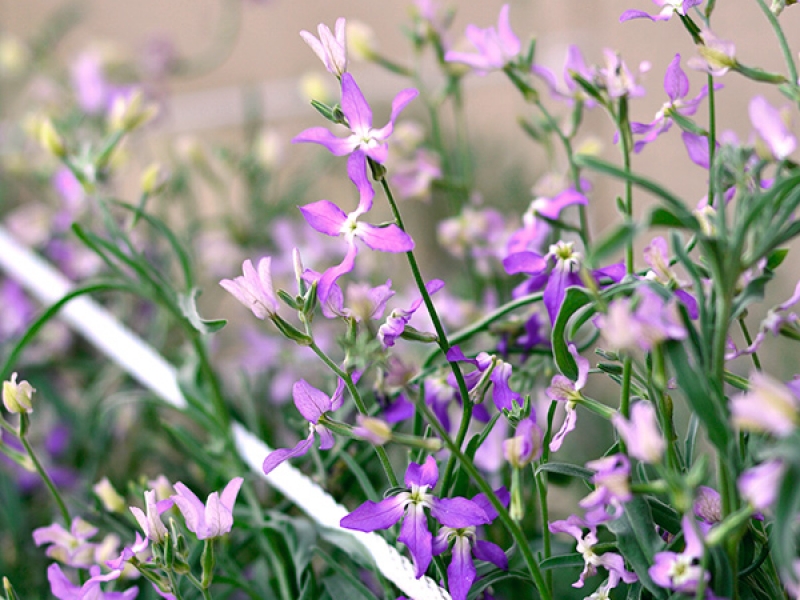 Квітка Маттіола дворога (нічна фіалка): опис, сорти, догляд. Як вирощувати? vechernij, 2, Квітка Маттіола дворога (нічна фіалка): опис, сорти, догляд. Як вирощувати? маттіола дворога