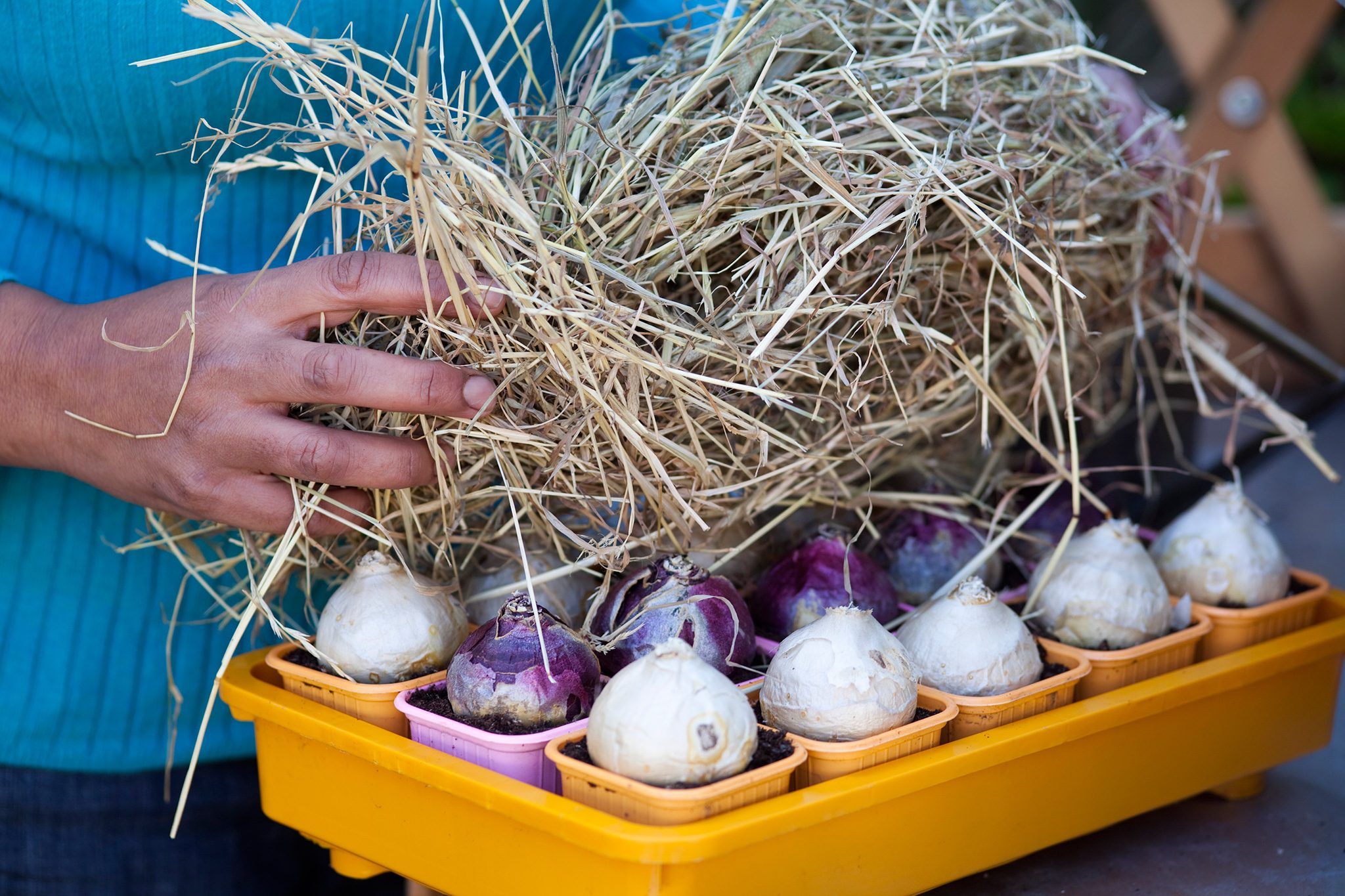 Що робити з гіацинтом у горщику: догляд у домашніх умовах, пересадка. Вирощування гіацинтів. Прикмети vyrashhivanie, 6, Що робити з гіацинтом у горщику: догляд у домашніх умовах, пересадка. Вирощування гіацинтів. Прикмети гиацинт