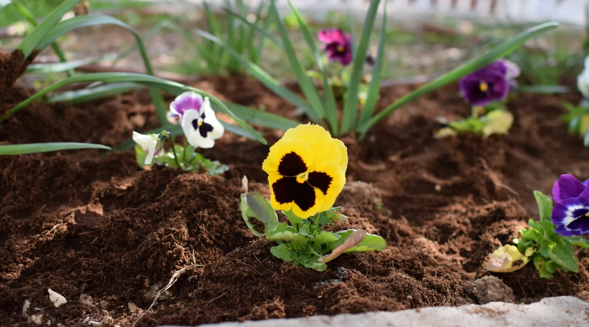 Як виростити прекрасні Анютині глазки на клумбі: все про догляд, багато фото vysadka2, 14, Як виростити прекрасні Анютині глазки на клумбі: все про догляд, багато фото анютині глазки