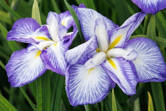 Як виростити прекрасні квіти іриси: все про посадку та догляд, фото та назви сортів yaponskie kopiya e1711378377458, 20, Як виростити прекрасні квіти іриси: все про посадку та догляд, фото та назви сортів цветы ирисы