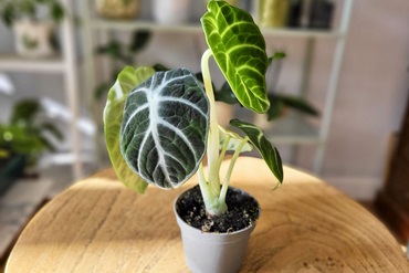 Кімнатна квітка алоказія: сорти, опис, догляд у домашніх умовах , 4, Кімнатна квітка алоказія: сорти, опис, догляд у домашніх умовах привітання з Новим роком